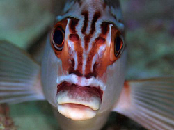 Red Morwong, Shark Point by Doug Anderson 